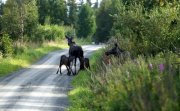 Etnedal Norwegen: Baugrundstück für Ferienhaus in traumhafter Lage in Etnedal Grundstück kaufen